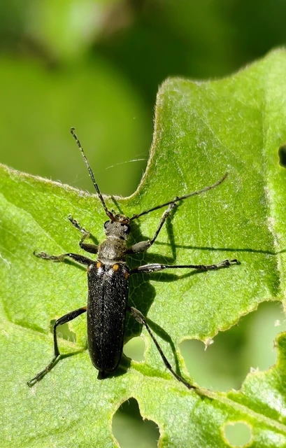 Cortodera humeralis - négyfoltos cserjecincér