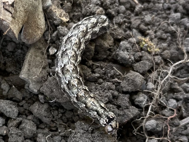 Griposia aprilina - őszi zöldbagoly