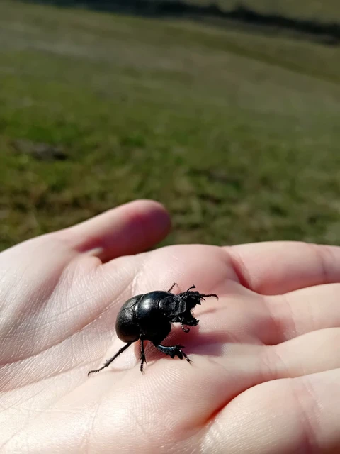 Lethrus apterus - nagyfejű csajkó