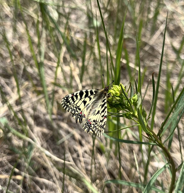 Zerynthia polyxena - farkasalmalepke