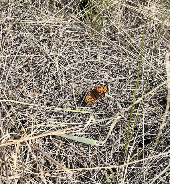 Melitaea trivia - kis tarkalepke