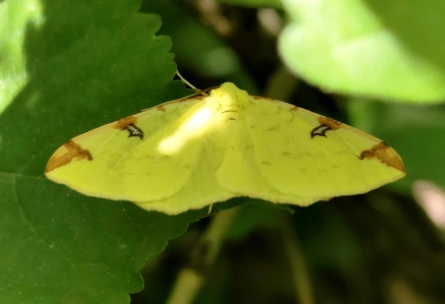 Opisthograptis luteolata - citromsárga araszoló