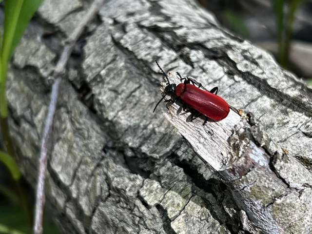 Pyrochroa coccinea - nagy bíborbogár