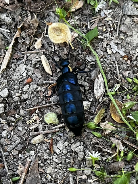 Meloe violaceus - kék nünüke