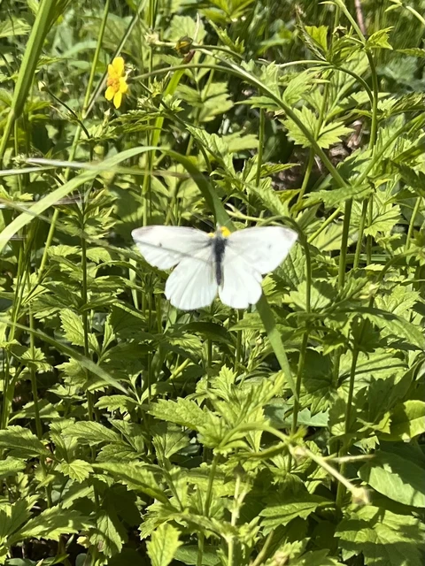 Pieris rapae - répalepke