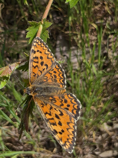 Melitaea trivia - kis tarkalepke