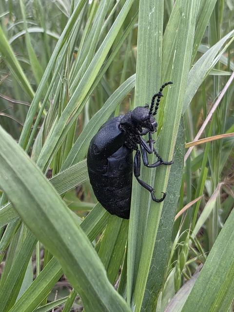 Meloe cicatricosus - óriásnünüke