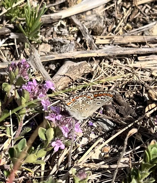 Aricia agestis - szerecsenboglárka