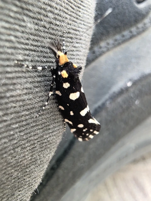 Euplocamus anthracinalis - fésűscsápú korhadékmoly