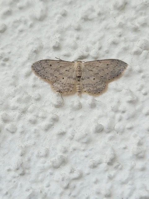 Idaea seriata - szürke apróaraszoló