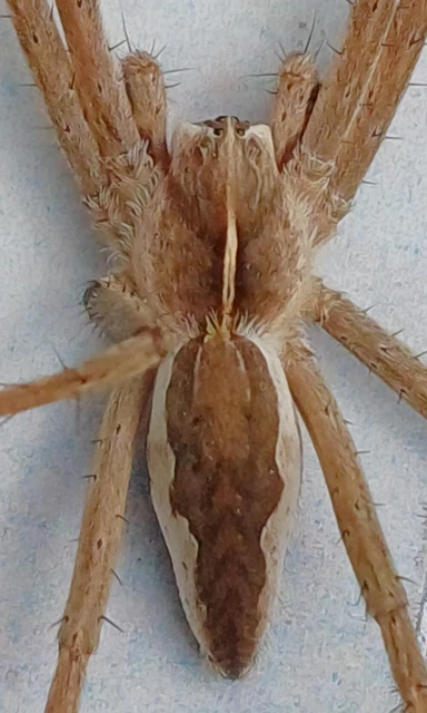Pisaura mirabilis - csodáspók