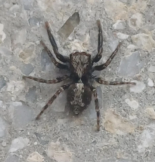Pseudeuophrys lanigera - szobai ugrópók