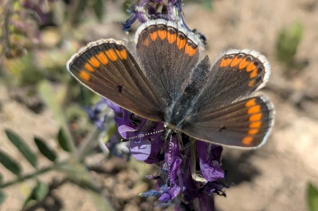 Aricia agestis - szerecsenboglárka