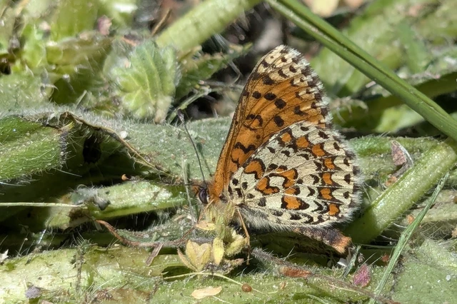 Melitaea trivia - kis tarkalepke