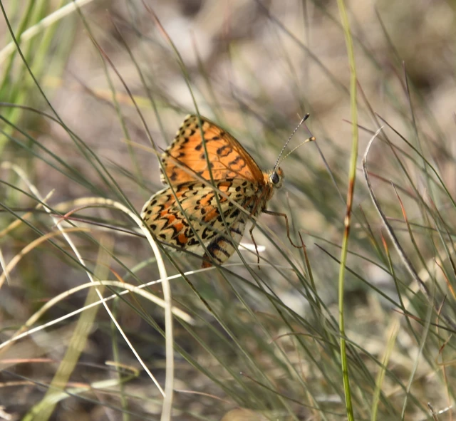 Melitaea trivia - kis tarkalepke