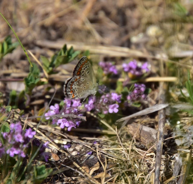 Aricia agestis - szerecsenboglárka