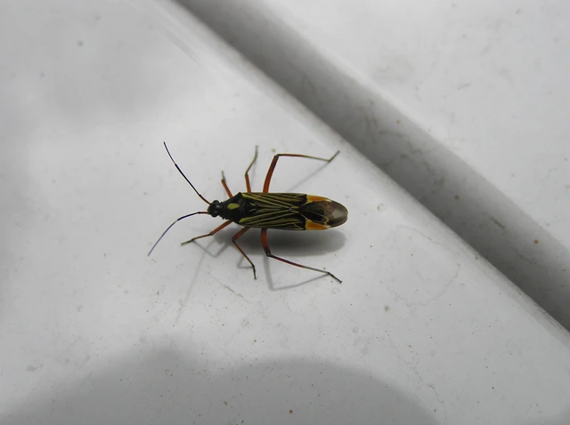 Miris striatus - sávos mezeipoloska