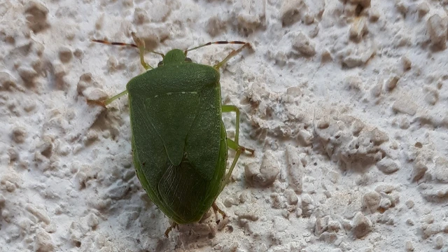 Nezara viridula - zöld vándorpoloska