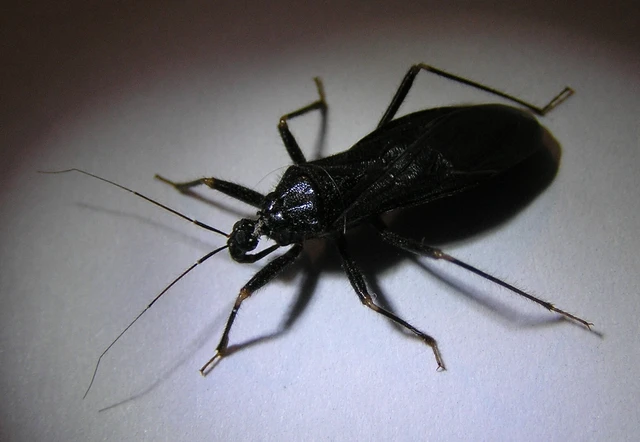 Reduvius personatus - szemetes zugpoloska