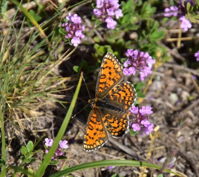 Melitaea trivia - kis tarkalepke