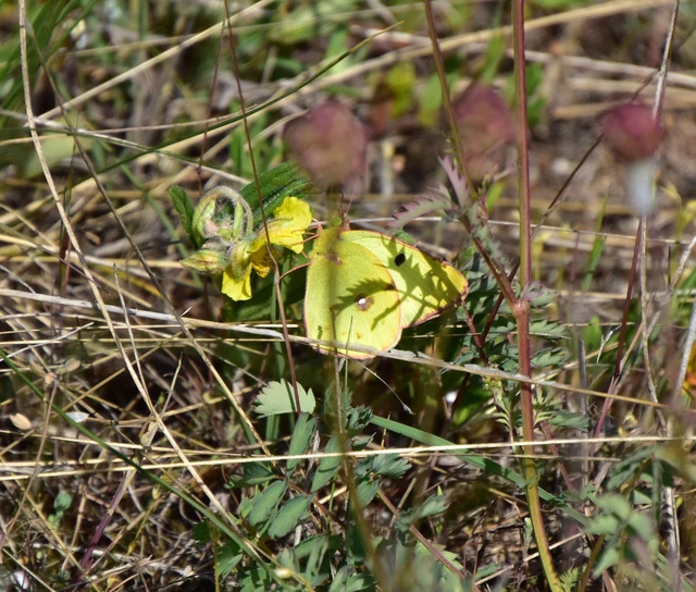 Colias