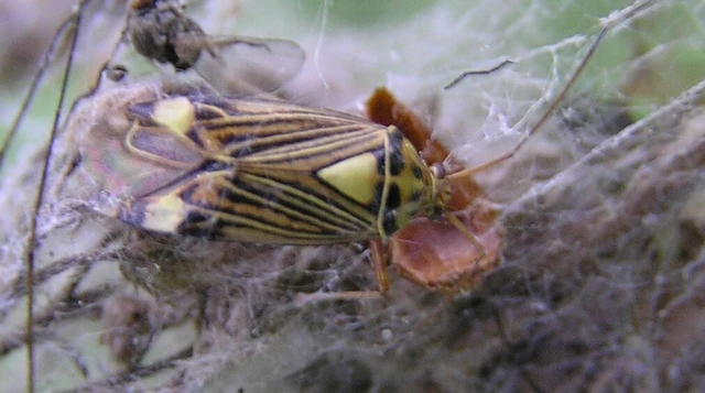 Rhabdomiris striatellus - zebra-mezeipoloska