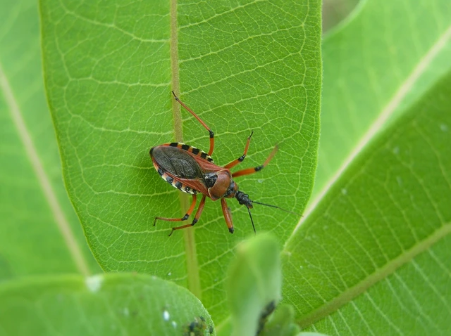 Rhynocoris iracundus - közönséges gyilkospoloska