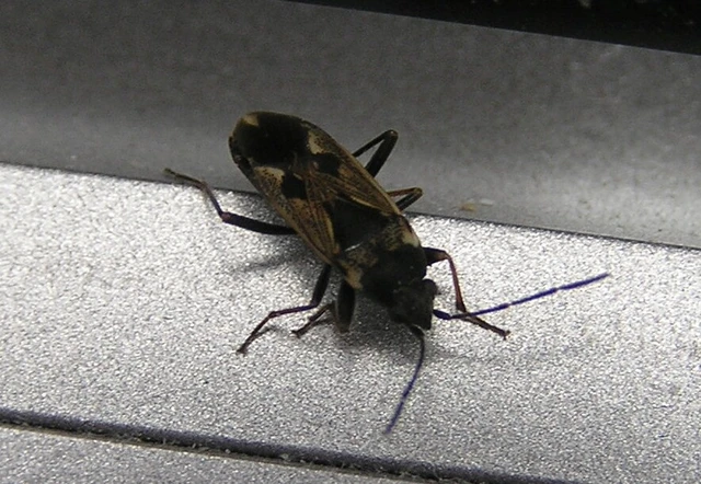 Rhyparochromus vulgaris - közönséges díszesbodobács
