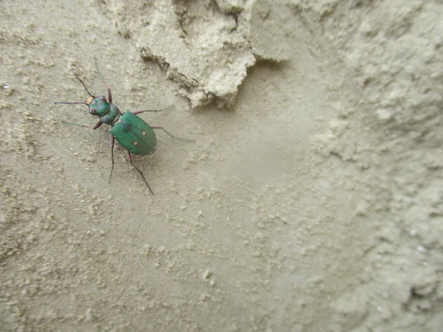 Cicindela campestris - mezei homokfutrinka