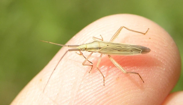 Stenodema