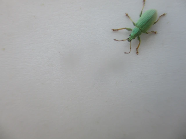 Phyllobius virideaeris - halványzöld levélormányos