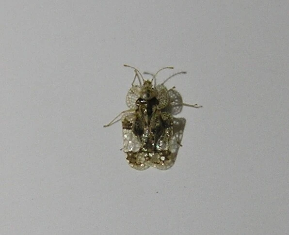 Corythucha arcuata - tölgy-csipkéspoloska