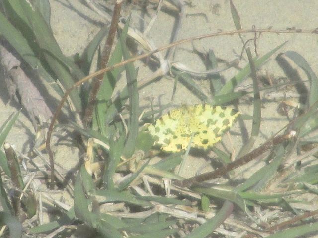 Pseudopanthera macularia - párducfoltos araszoló