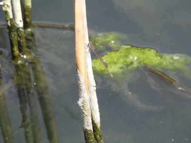 Sympecma fusca - téli rablószitakötő Sympecma fusca - téli rablószitakötő