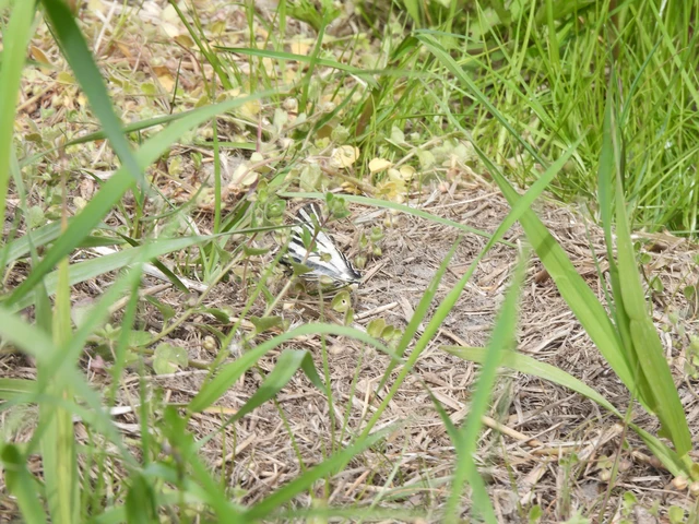 Iphiclides podalirius - kardoslepke