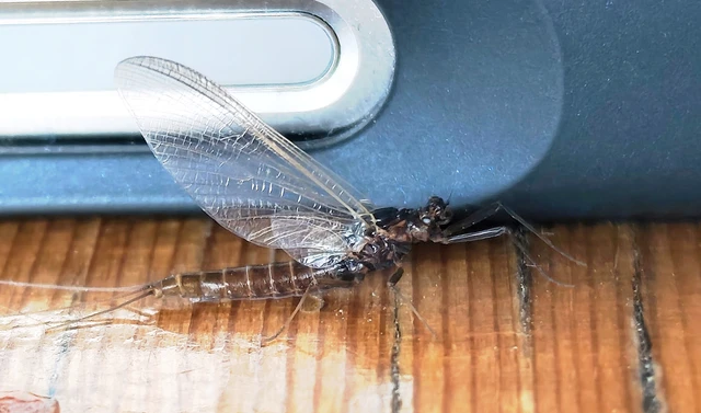 Leptophlebiidae
