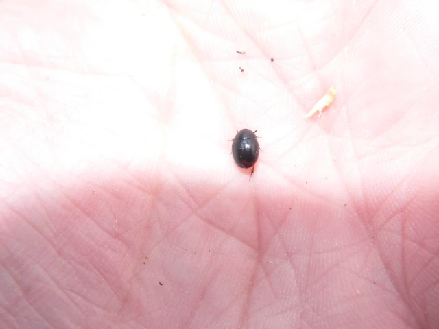 Sphaeridium marginatum - fekete ganajcsibor