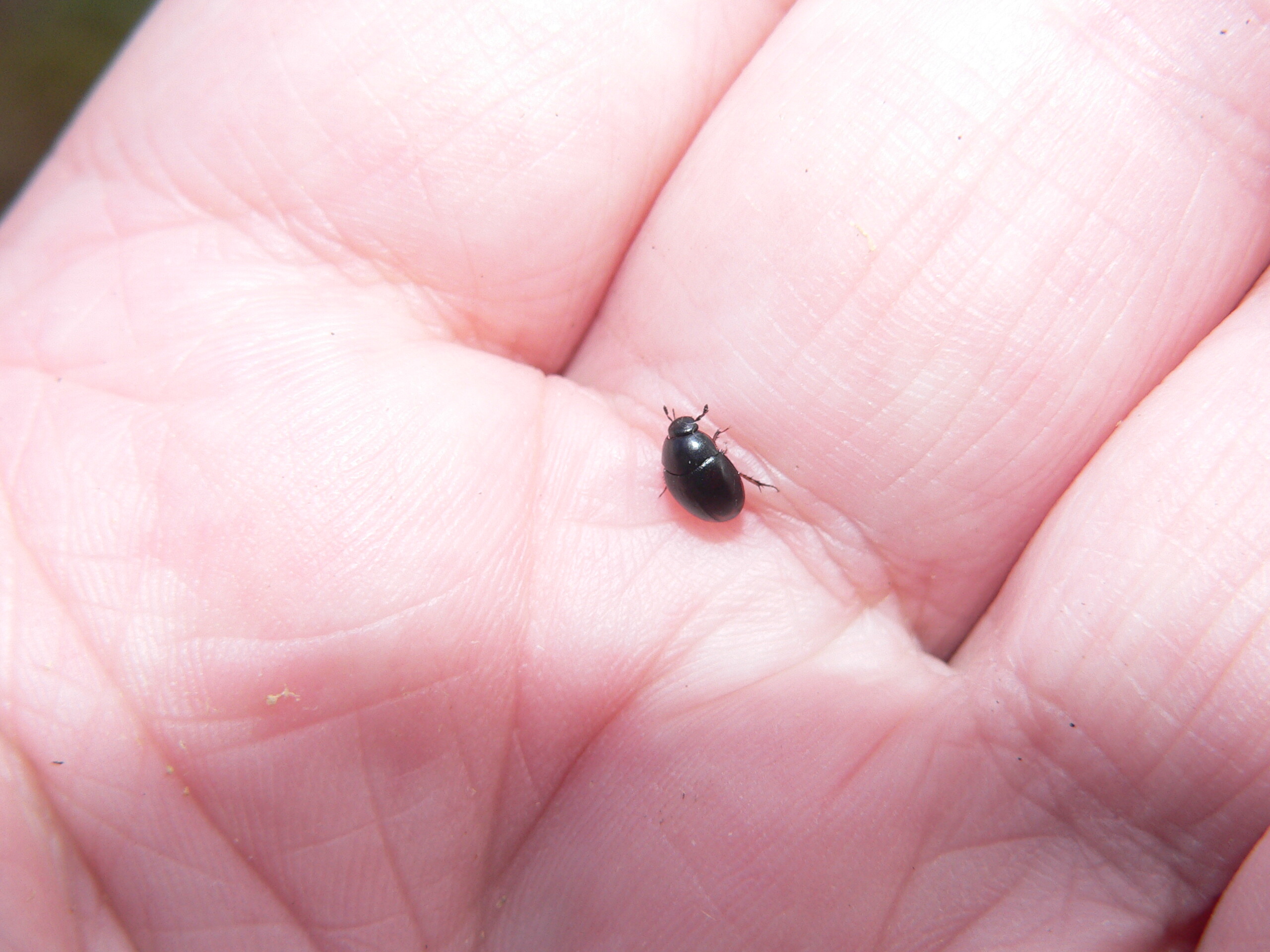 Sphaeridium marginatum - fekete ganajcsibor