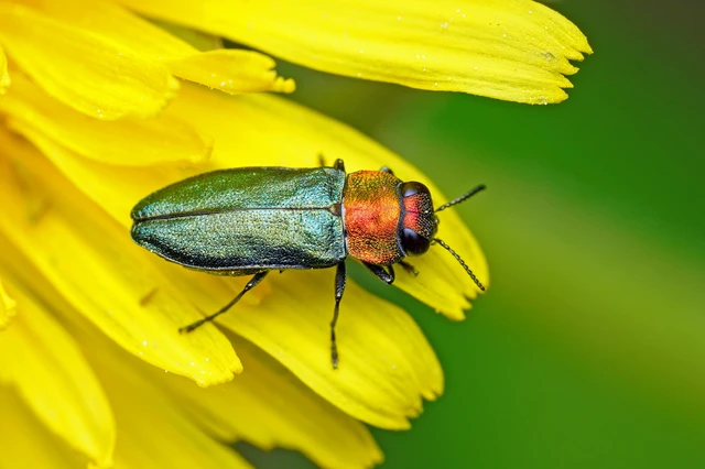 Anthaxia nitidula - ragyogó virágdíszbogár