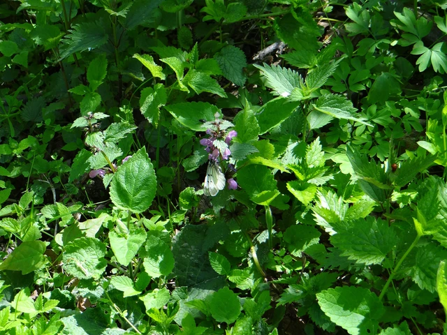 Parnassius mnemosyne - kis apollólepke