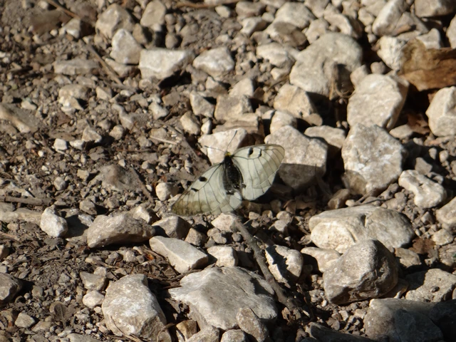 Parnassius mnemosyne - kis apollólepke