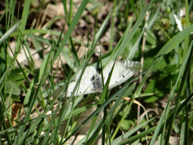 Parnassius mnemosyne - kis apollólepke