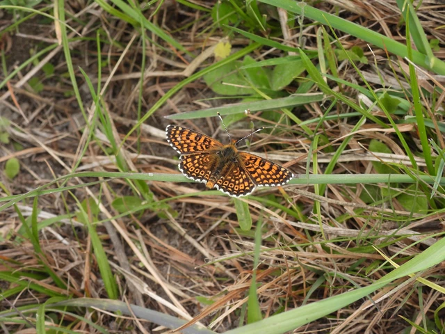 Melitaea cinxia - réti tarkalepke