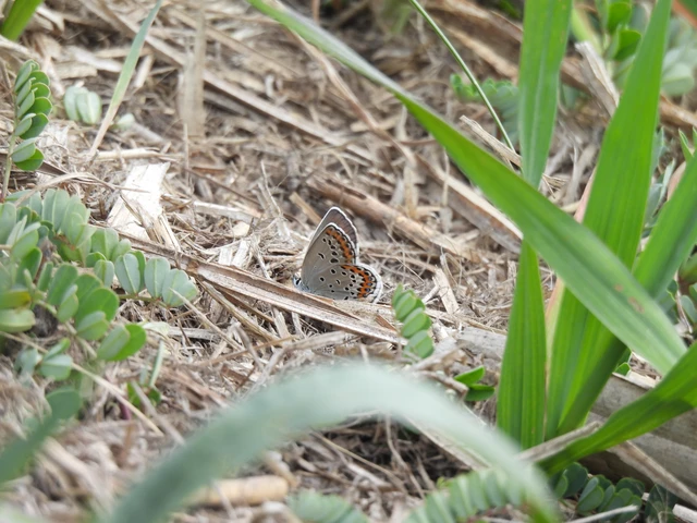 Plebejus argyrognomon - tintakék boglárka