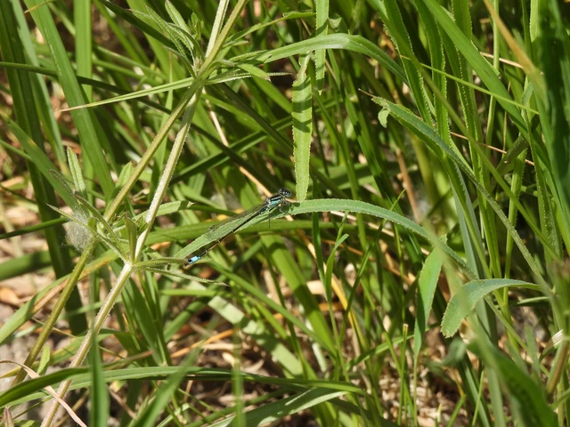 Ischnura elegans pontica - kéköves légivadász