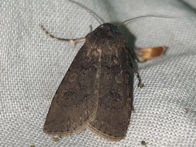 Agrotis segetum - vetési földibagoly