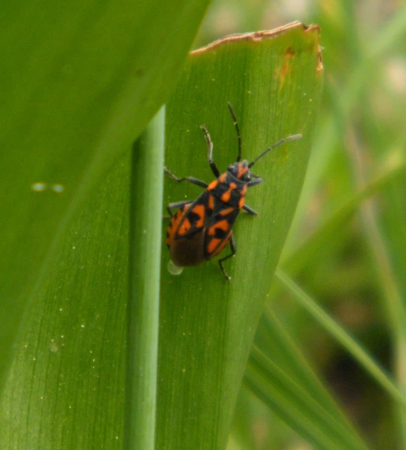 Spilostethus saxatilis - virágbodobács