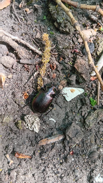 Calosoma inquisitor - kis bábrabló