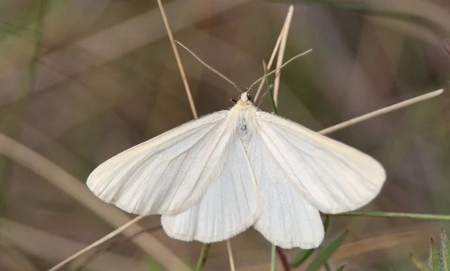 Siona lineata - vonalas fehéraraszoló