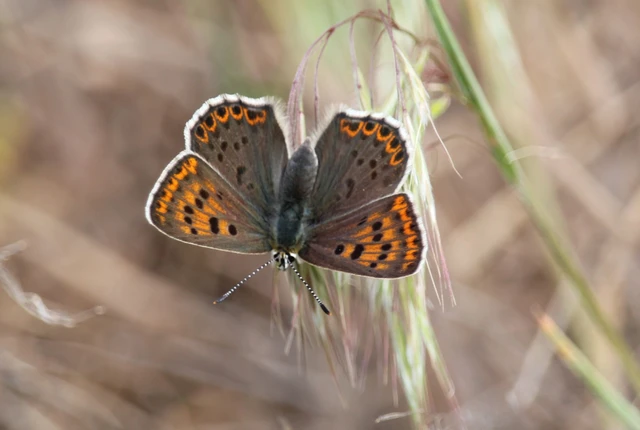 Lycaena tityrus - barna tűzlepke